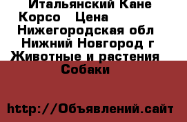 Итальянский Кане Корсо › Цена ­ 35 000 - Нижегородская обл., Нижний Новгород г. Животные и растения » Собаки   